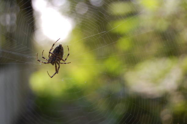 istock A spider in it`s spider web against a green and light background. 1095501694