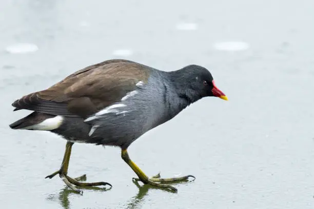 Photo of A common moorhen walking on a frozen lake