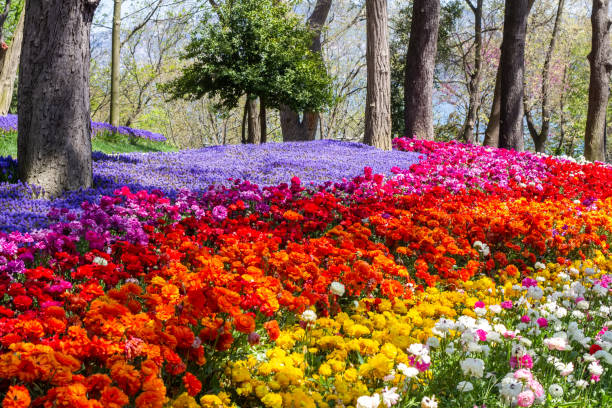Multicolored flowers in Emirgan Park at the Tulip Festival in Istanbul, a bright colorful spring background stock photo