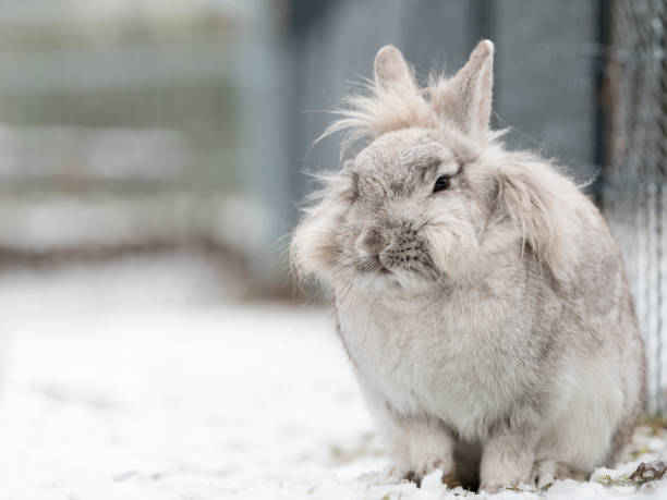 um coelho branco anão sentado na neve - dwarf lop eared rabbit pets rabbit isolated - fotografias e filmes do acervo