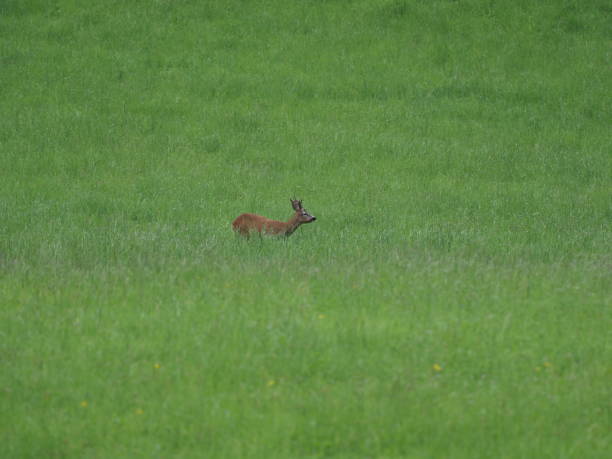 istock capital roebuck on meadow 1095509282