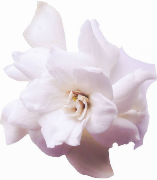istock Gardenia or Cape Jasmine  Close-up 1095511058