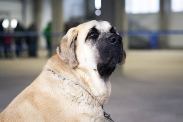 portrait cute Spanish Mastiff - sheep and guard dog portrait cute Spanish Mastiff - sheep and guard dog spanish mastiff puppies stock pictures, royalty-free photos & images