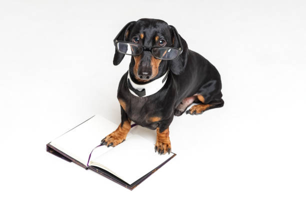 chien teckel mignon, noir et feu, dans des verres et sur le livre ouvert, bloc-note, isolé sur fond gris - book black isolated on white note pad photos et images de collection