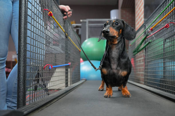 perro dachshund caminando en cinta rodante para conseguirlos de sano interior del ejercicio en el gimnasio - exercising sports training sport gym fotografías e imágenes de stock