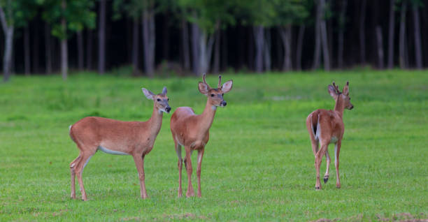 istock Three deer near Raeford NC 1095512670