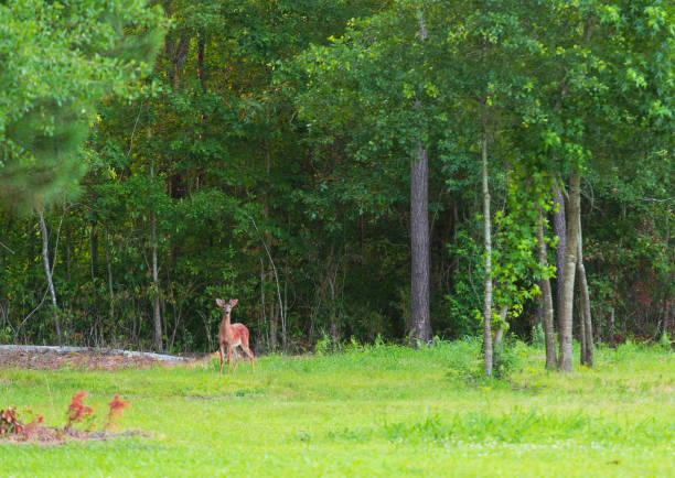istock Deer in the woods near Raeford NC 1095513068