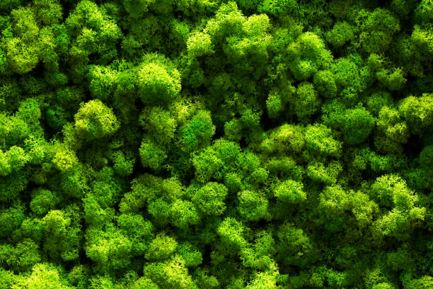 Close Up Green Moss Texture, Background, Nature Plant, Moss Wall Stock  Photo - Image of drink, full: 219926482