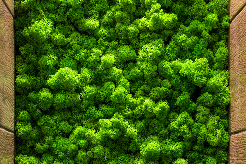 The texture of the moss. backgruond close up interior design. top view close up.