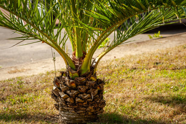 istock Small palm tree on the promenade Clair de lune in Dinard 1095513822