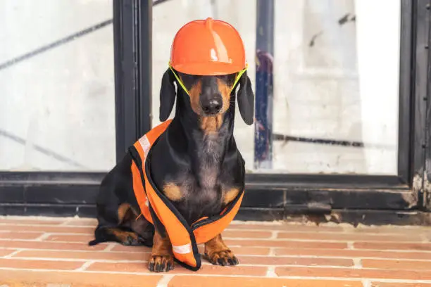Photo of Dachshund dog, black and tan, sits on the background of a dirty window and a brick wall, in an orange construction vest and helmet during a building renovation