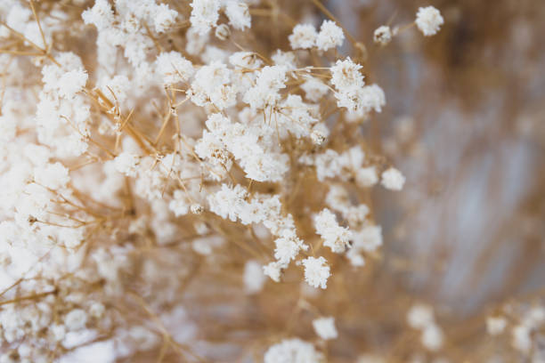 istock Bouquet of flowers 1095515222