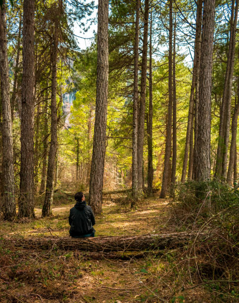 istock Tall mountain trees in Spain with one person 1095517020