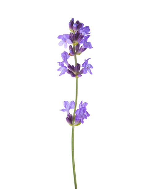 istock Sprig of lavender  isolated on white background 1095520026