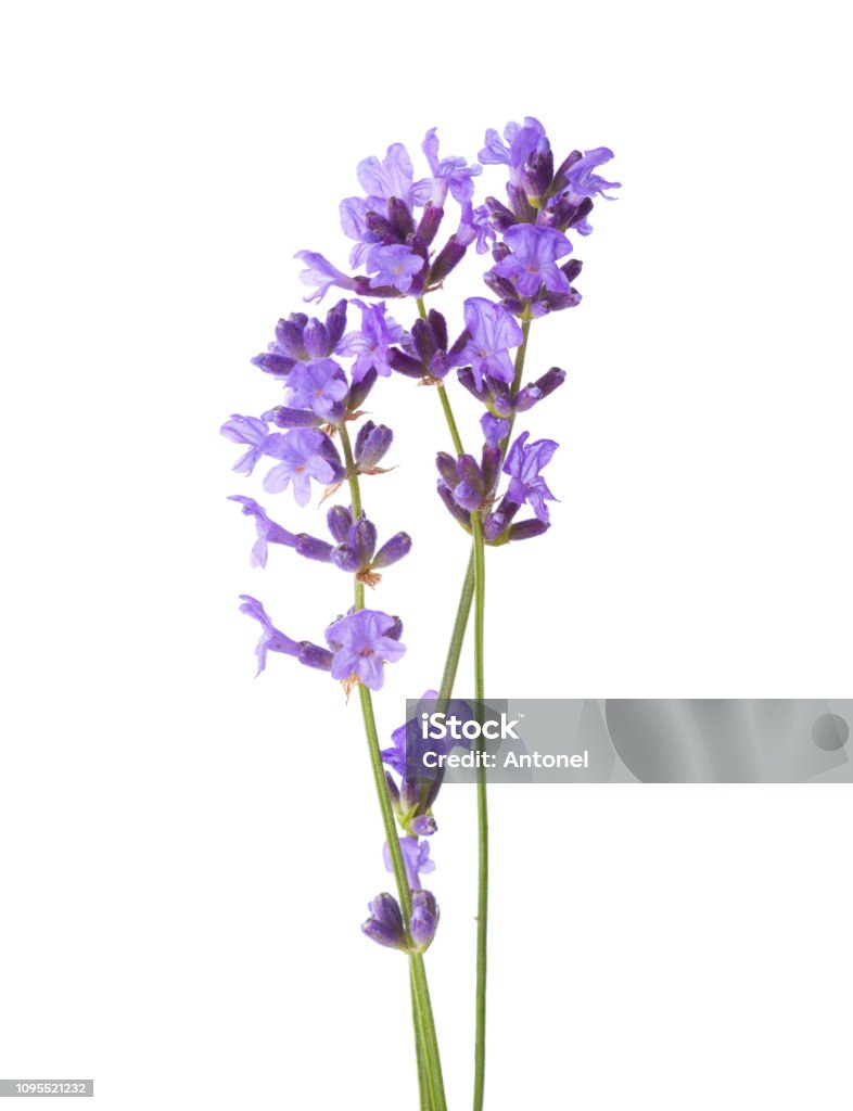 Three sprigs of Lavender isolated on white background. Flower Stock Photo