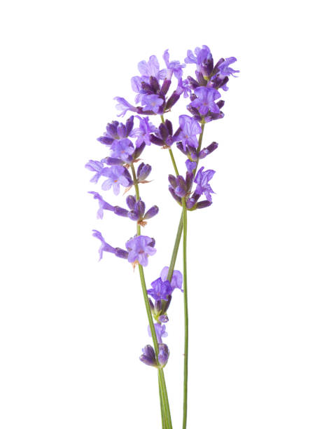 three sprigs of lavender isolated on white background. - flower head close up cut flowers cut out imagens e fotografias de stock