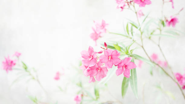 Flowers in Provence, France