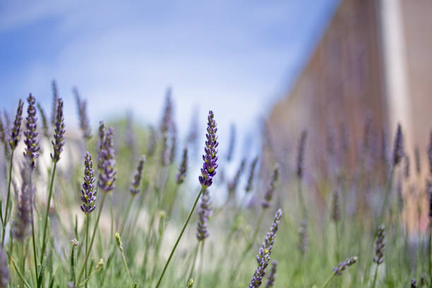 Flowers in Provence, France