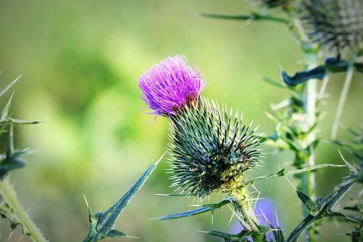 Cirsium vulgare, Spear thistle, Bull thistle, Common thistle, short lived thistle plant with spine tipped winged stems and leaves, pink purple flower heads.