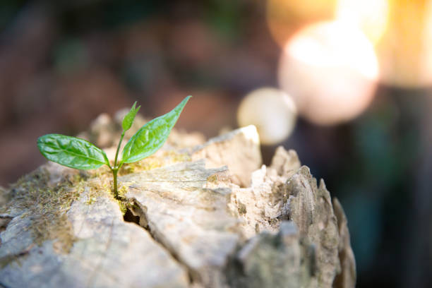 istock Young plant growing in a log wood. 1095528100