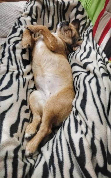 istock Dog free of worries 1095528128