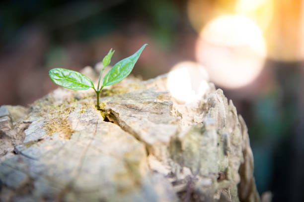 istock Young plant growing in a log wood. 1095528188