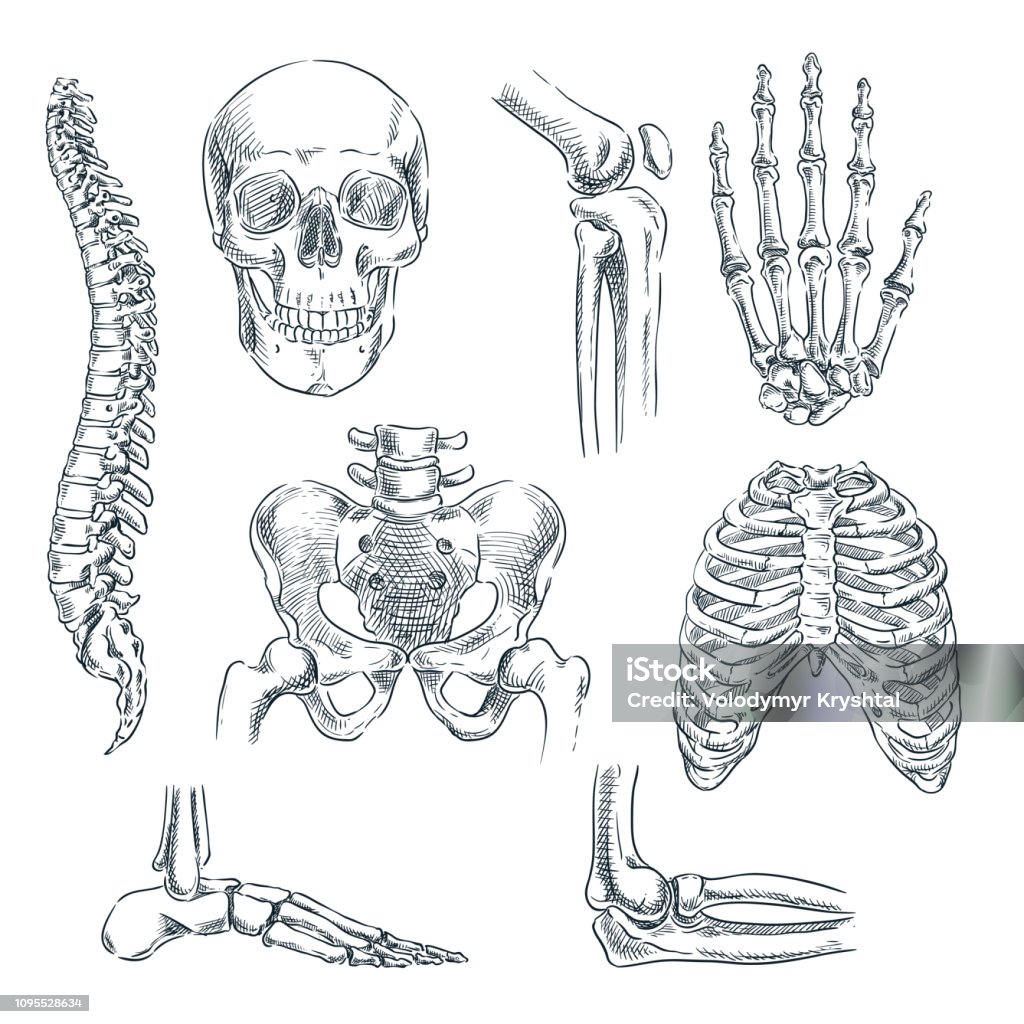 Menschliches Skelett, Knochen und Gelenken. Vektor skizzieren isolierte Abbildung. Hand gezeichnet Doodle Anatomie Symbole set - Lizenzfrei Menschliches Skelett Vektorgrafik
