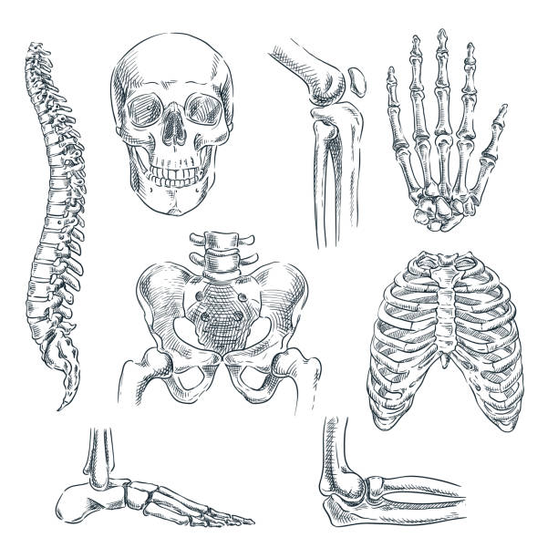 illustrazioni stock, clip art, cartoni animati e icone di tendenza di scheletro umano, ossa e articolazioni. illustrazione isolata dello schizzo vettoriale. set di simboli di anatomia del doodle disegnati a mano - ortopedico