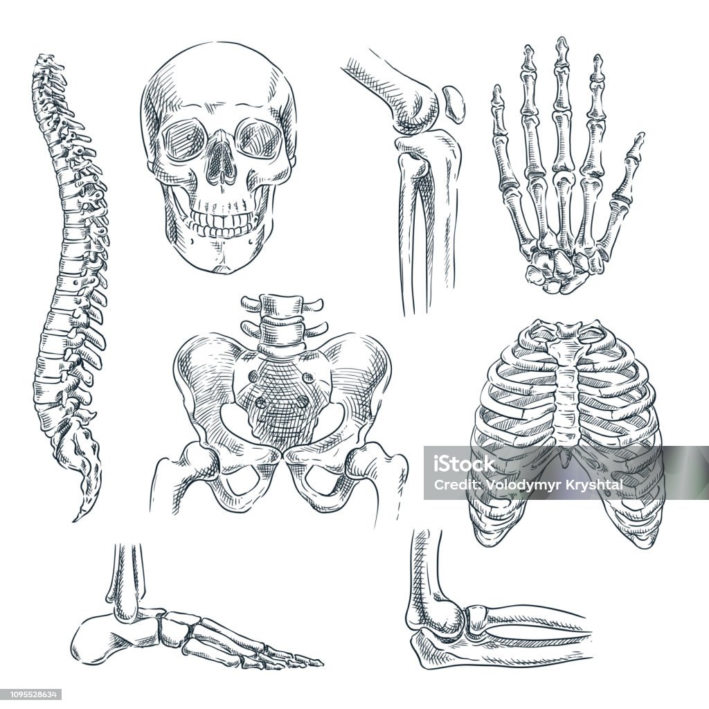 Esqueleto humano, ossos e articulações. Vetor desenho ilustração isolada. Anatomia do doodle mão desenhada símbolos conjunto - Vetor de Osso royalty-free