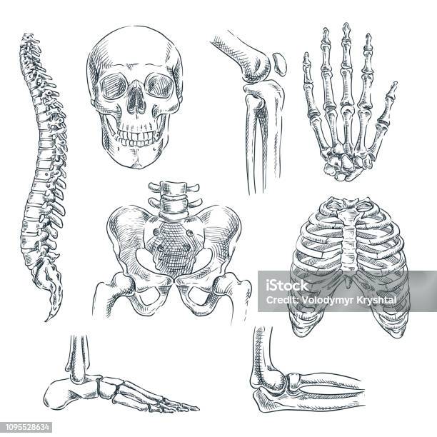 Vetores de Esqueleto Humano Ossos E Articulações Vetor Desenho Ilustração Isolada Anatomia Do Doodle Mão Desenhada Símbolos Conjunto e mais imagens de Osso