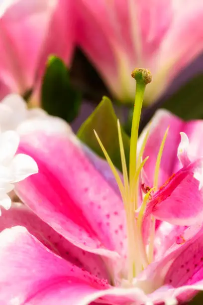 Macro photography of a pink lily stamen and blurred background.