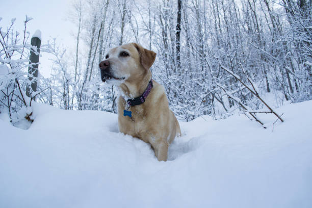 istock Dog in the snow 1095530596