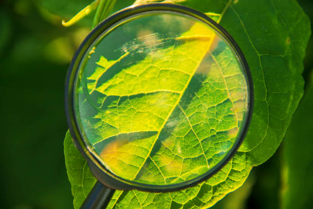 istock Plants under the magnifying glass. Increase. selective focus. 1095532240