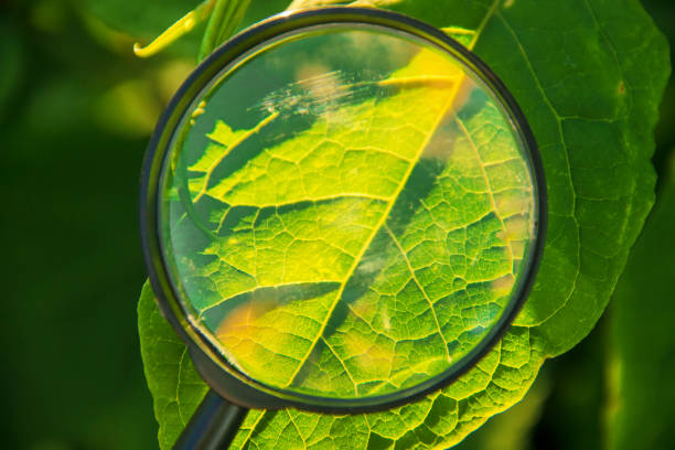 plants under the magnifying glass. increase. selective focus. - microscope view imagens e fotografias de stock