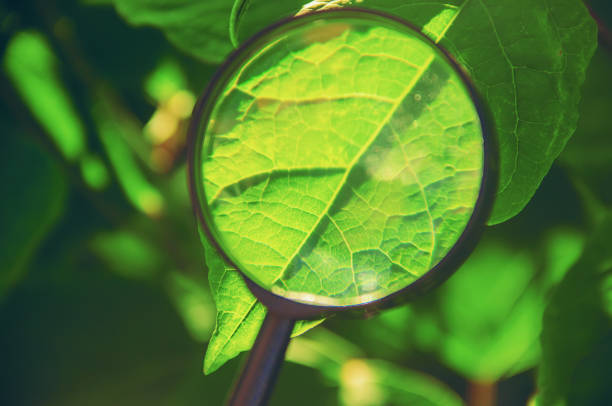 istock Plants under the magnifying glass. Increase. selective focus. 1095532252