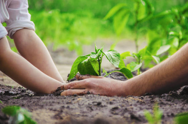 istock A child plants a plant in the garden. Selective focus. 1095532744