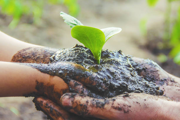 istock A child plants a plant in the garden. Selective focus. 1095532760