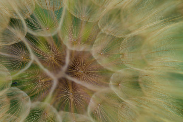 민들레 씨앗 머리 Intricacy 보여주는 극단적인 근접 촬영 스톡 사진