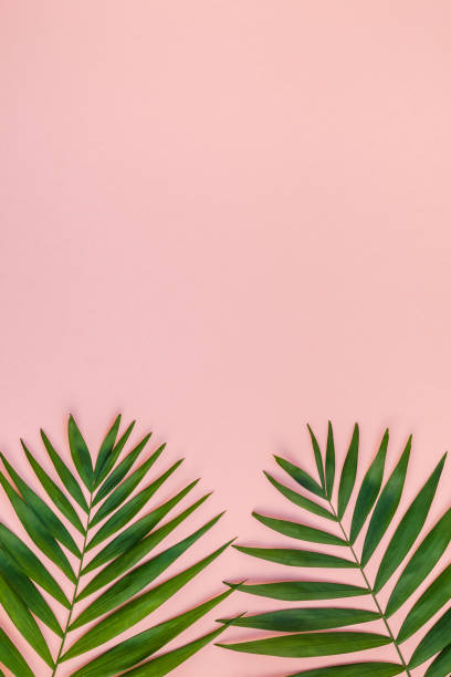 istock Creative pink background with tropical palm leaves 1095533534