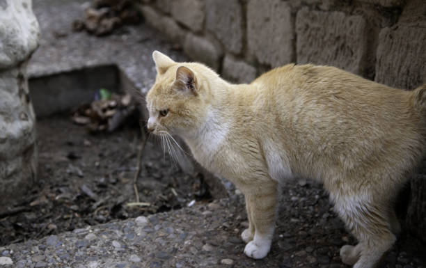 istock Cats abandoned street 1095534220