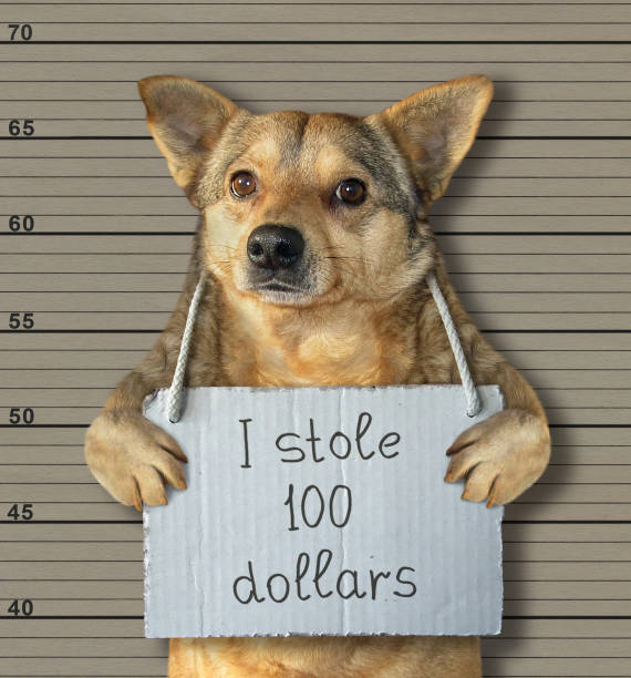 istock Bad dog stole 100 dollars 1095536098