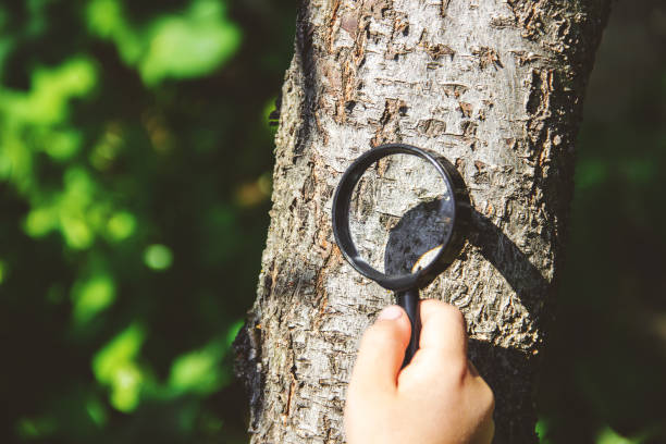 istock The child is looking in a magnifying glass. Increase. selective focus. 1095537984
