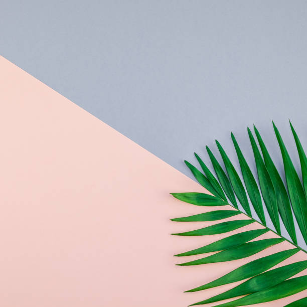 istock Tropical palm leaves on color paper background 1095538606