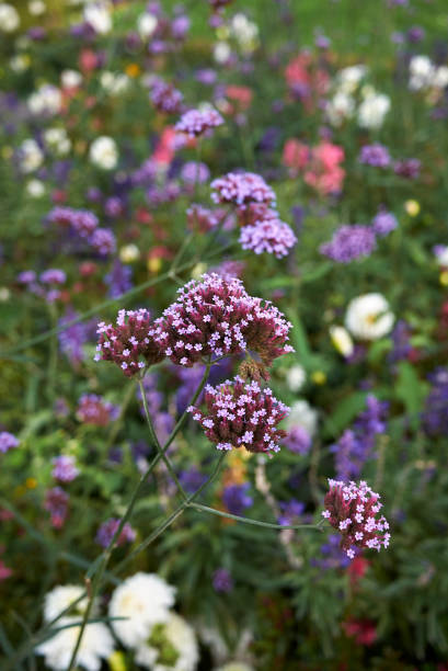 istock Verbena bonariensis 1095542456