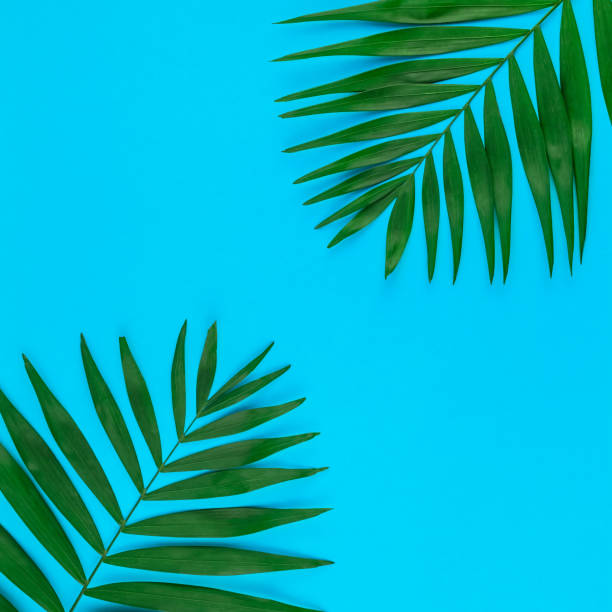 istock Tropical palm leaves on color paper background 1095542776