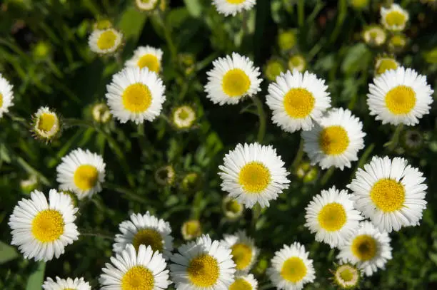 Erigeron compositus or dwarf mountain fleabane or cutleaf daisy white flowers