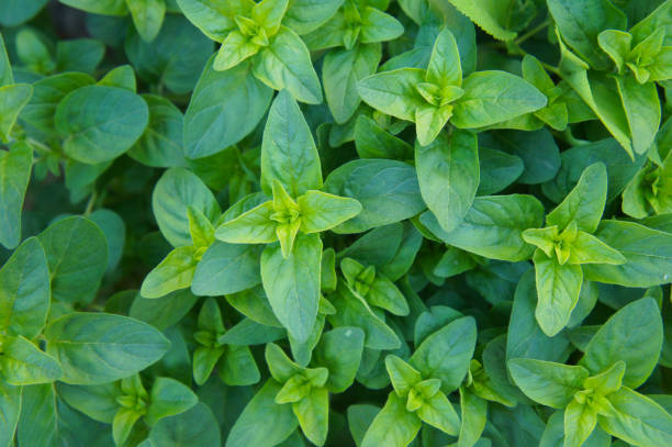 Origanum vulgare compactum or oregano green herb stock photo