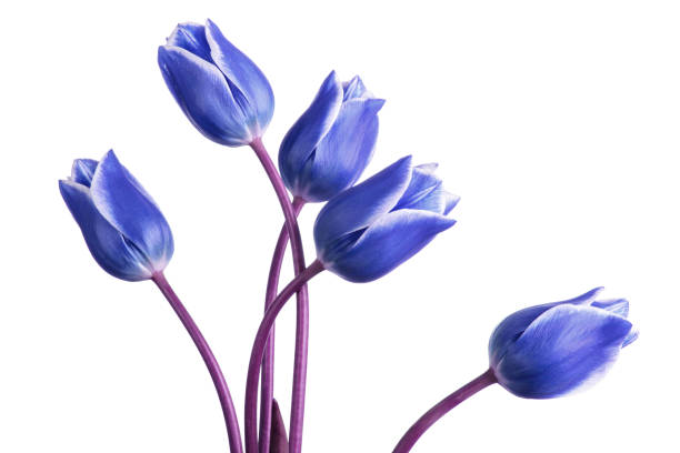 тонированные синие цветы тюльпана изолированы на белом фоне - tulip blue close up cut flowers стоковые фото и изображения