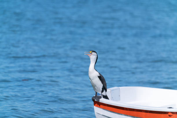 istock Australian pied cormorant 1095546762
