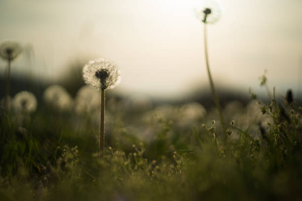 Beautiful dandelions on a green meadow.